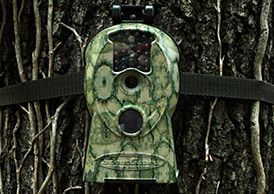 See our wild cameras